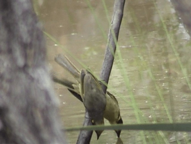 gulduskhonningeter - ML201671851