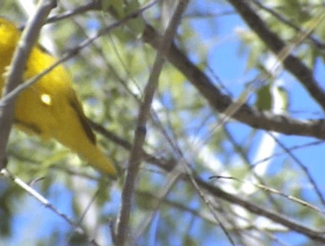 Paruline jaune - ML201671861