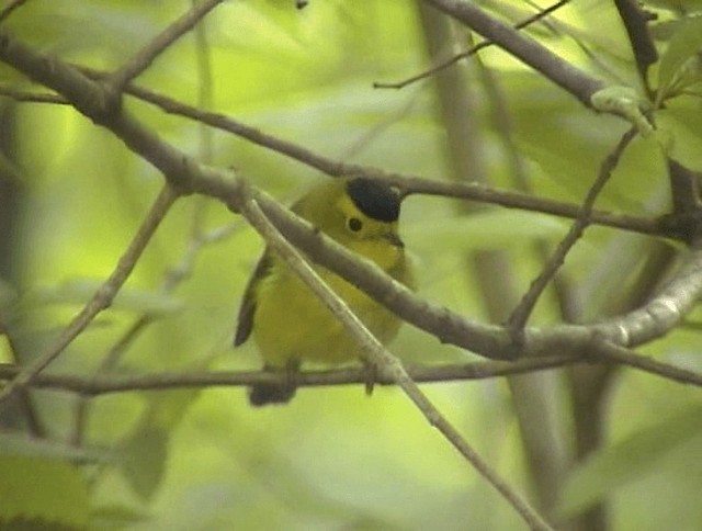 Wilson's Warbler - ML201671871