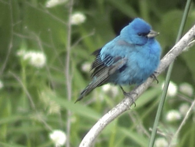 Indigo Bunting - ML201671881