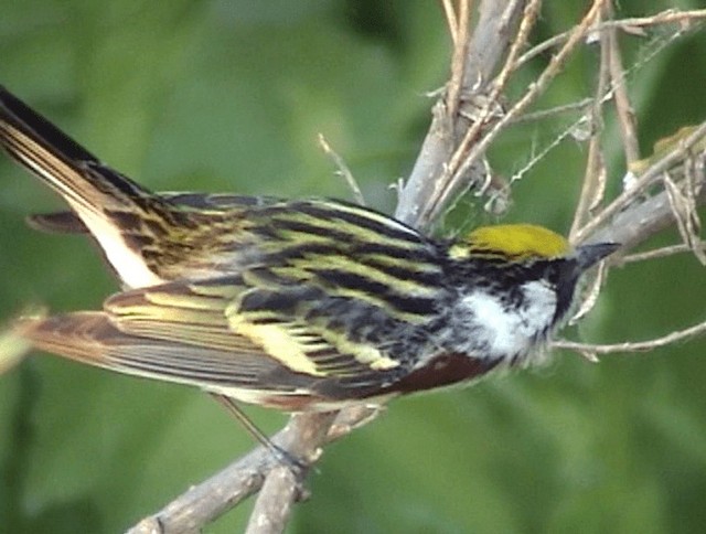 Chestnut-sided Warbler - ML201671891