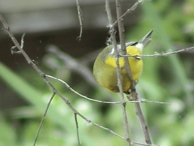 Blauflügel-Waldsänger - ML201671901