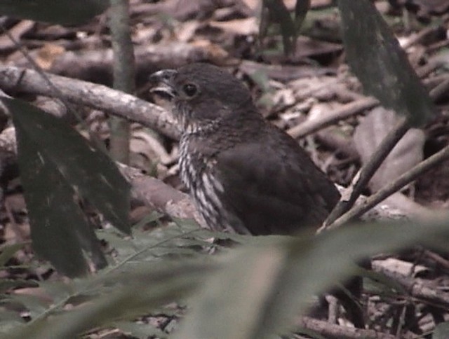 Tooth-billed Bowerbird - ML201671911
