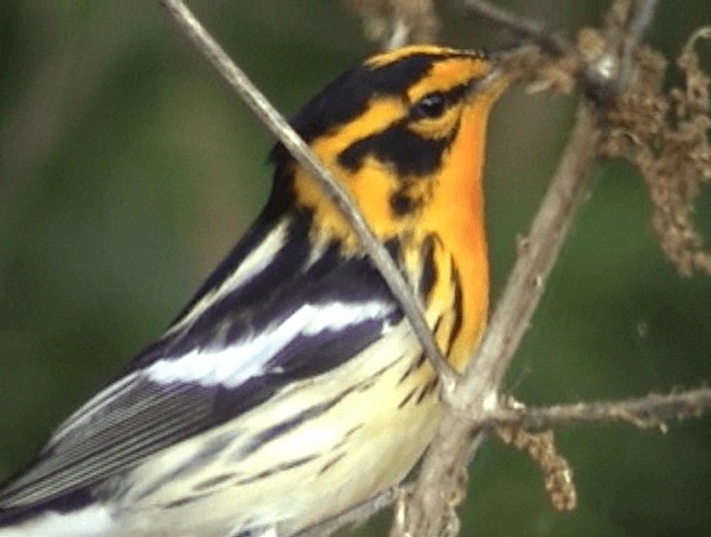 Blackburnian Warbler - ML201671931