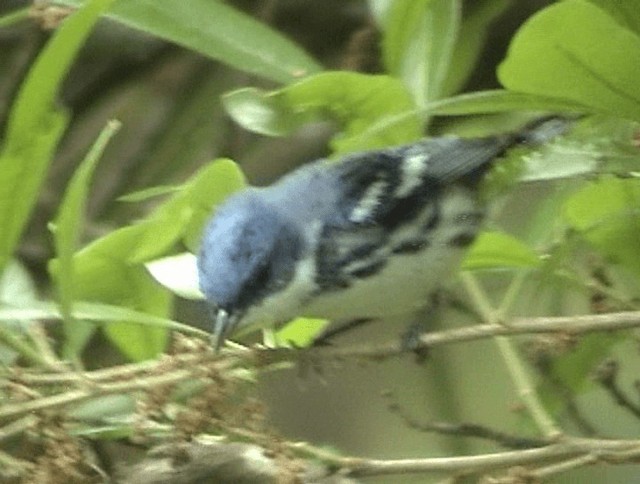Cerulean Warbler - ML201671951