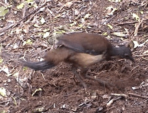 Albert's Lyrebird - ML201671971