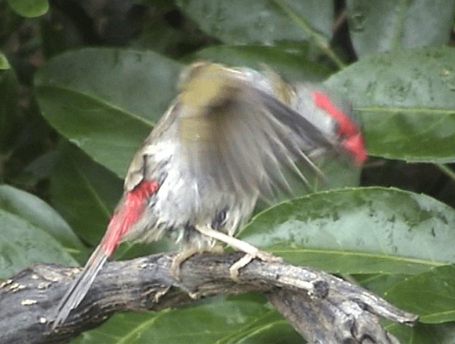 Red-browed Firetail - ML201671981