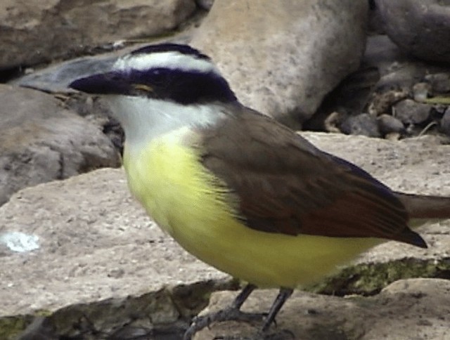 Great Kiskadee - ML201672001