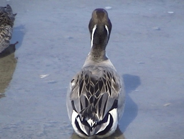 Northern Pintail - ML201672011