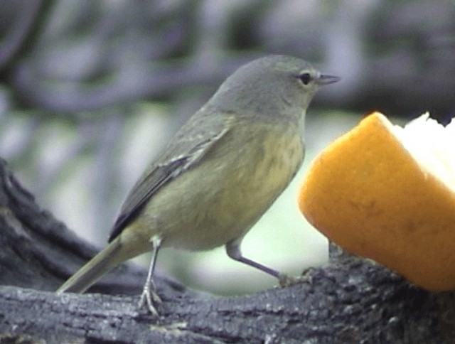 Orange-crowned Warbler - ML201672031