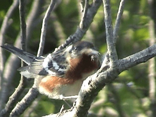 Braunkehl-Waldsänger - ML201672041