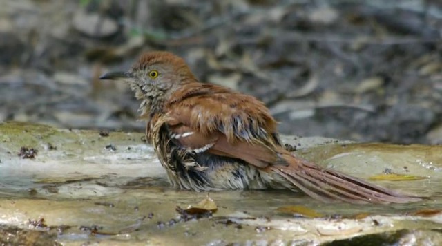 Brown Thrasher - ML201672061