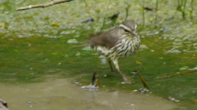 Northern Waterthrush - ML201672071