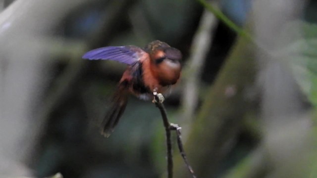 kolibřík malý - ML201672081
