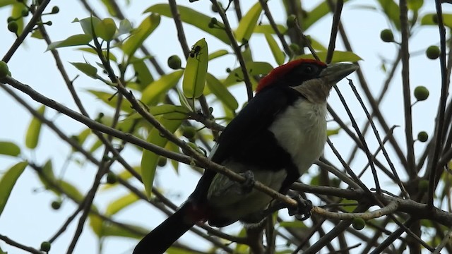 Kara Kesmeli Barbet - ML201672091