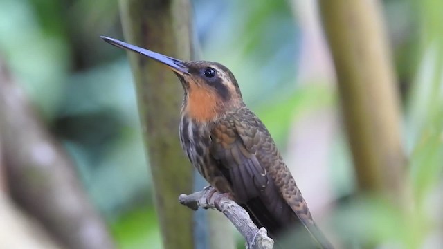 Saw-billed Hermit - ML201672121