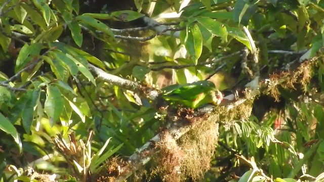 アカビタイイロオインコ - ML201672131