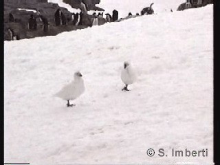 Snowy Sheathbill - ML201672161