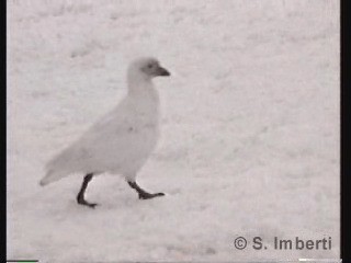 Picovaina de las Malvinas - ML201672171