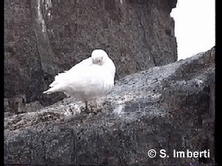 Snowy Sheathbill - ML201672181