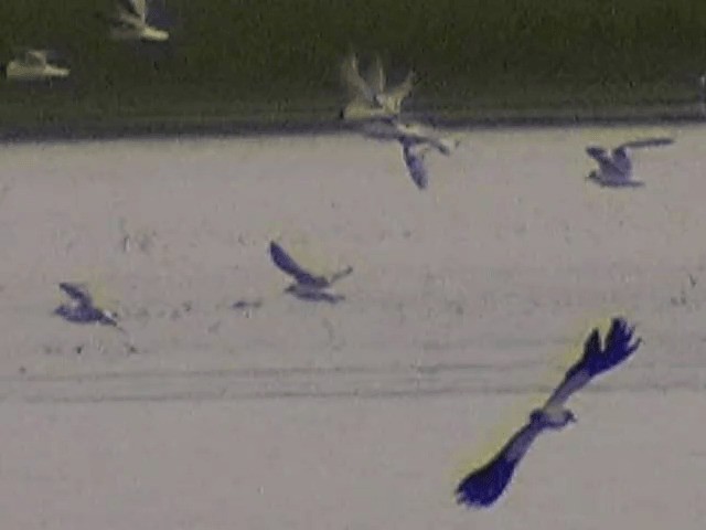 שחף גמדי - ML201672391