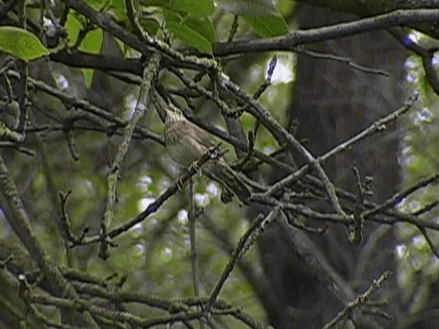 River Warbler - ML201672411