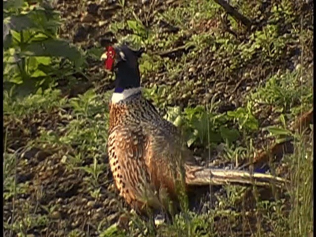 Ring-necked Pheasant - ML201672521