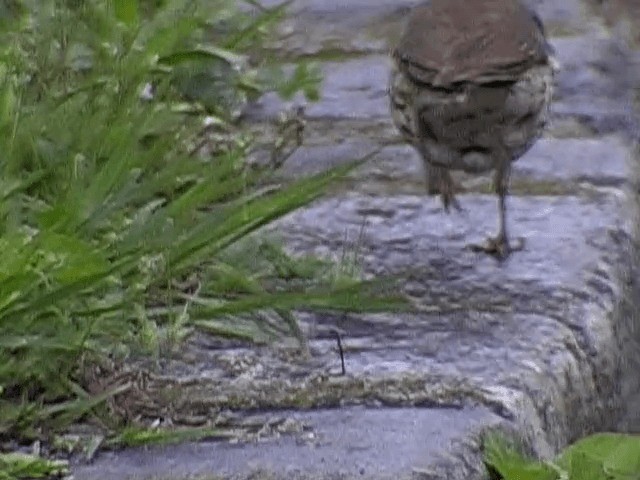 Song Thrush - ML201672671