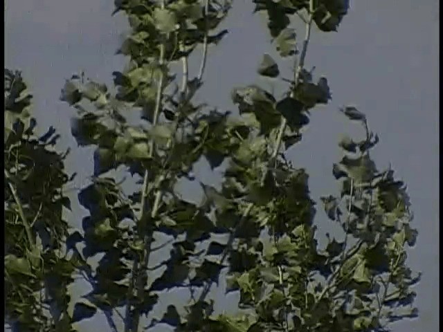 לימוזה מצויה (אירואסייתית) - ML201672691