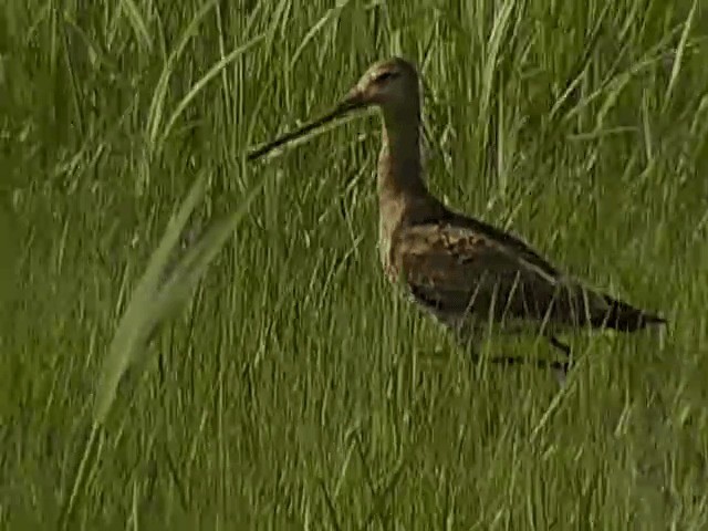 Black-tailed Godwit (limosa) - ML201672701