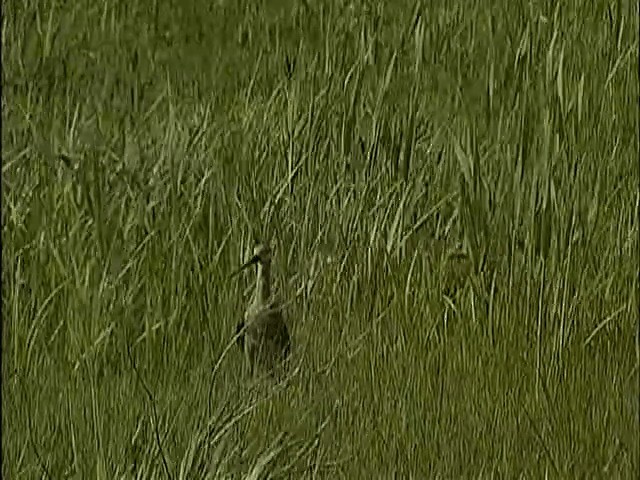 לימוזה מצויה (אירואסייתית) - ML201672711