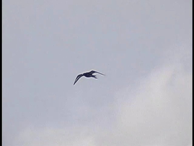 Black-tailed Godwit (limosa) - ML201672721