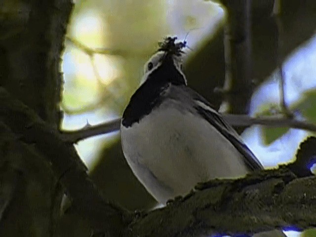 נחליאלי לבן (לבן-פנים) - ML201672741