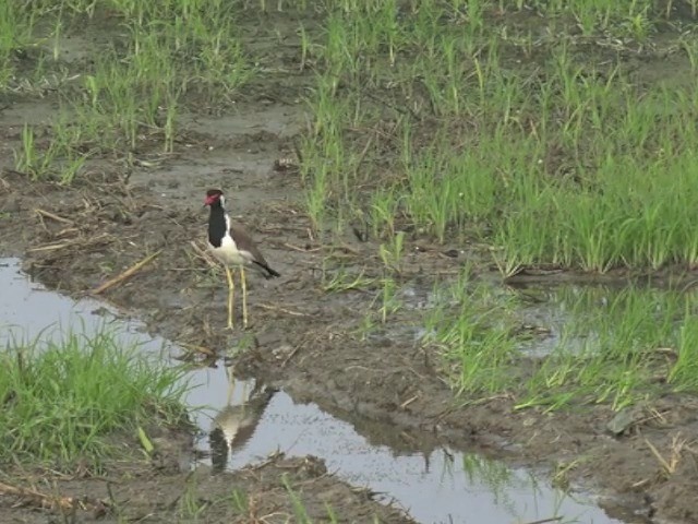 Red-wattled Lapwing - ML201672871