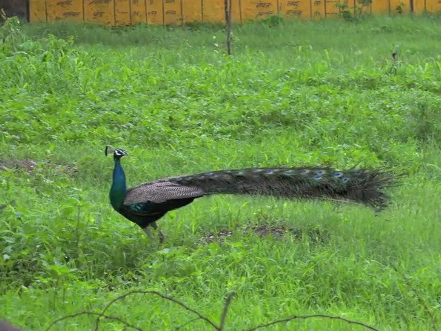 Indian Peafowl - ML201672921