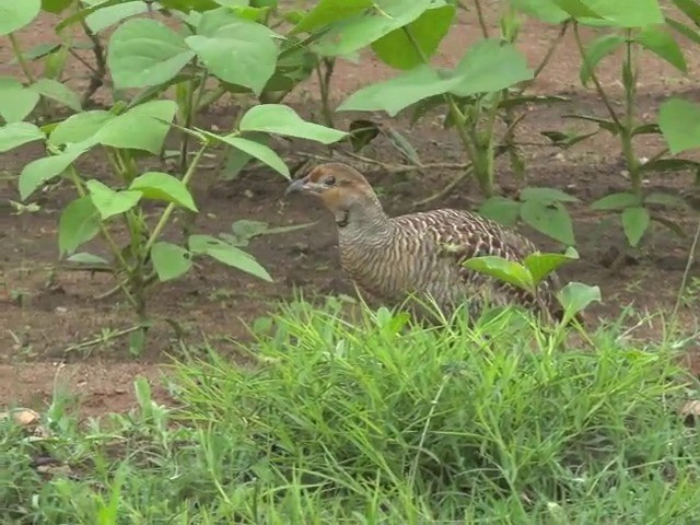 Gray Francolin - ML201672941