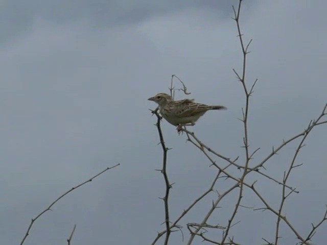 Indian Bushlark - ML201672971