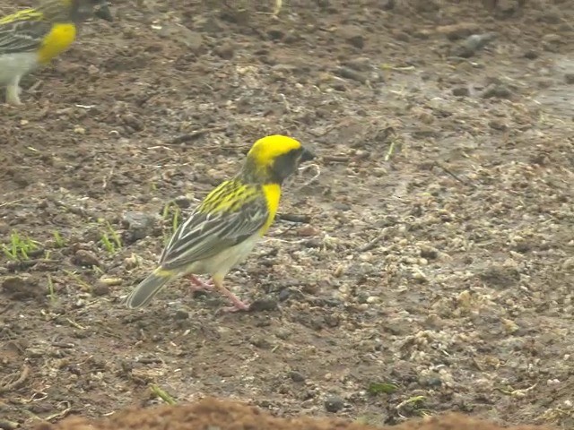 キムネコウヨウジャク - eBird