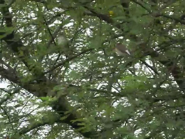 Indian Silverbill - ML201672991