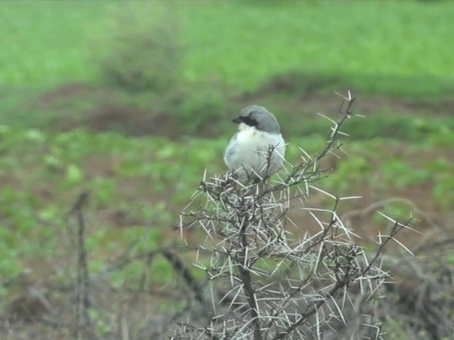 Pie-grièche grise (lahtora) - ML201673011