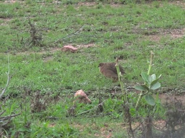 Rock Bush-Quail - ML201673021