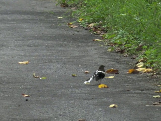 Spotted Forktail - ML201673281