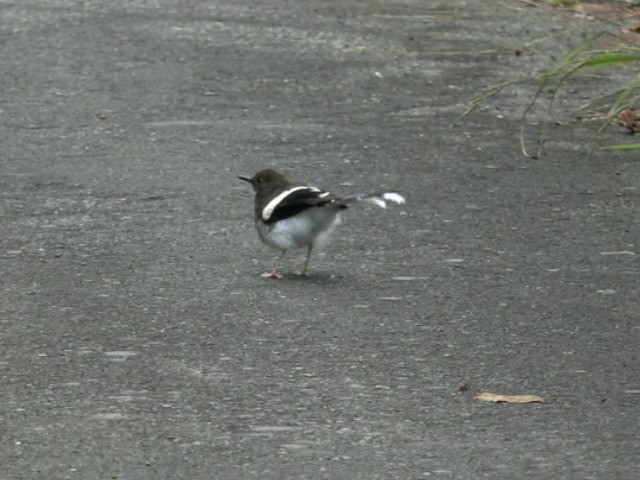 Spotted Forktail - ML201673291