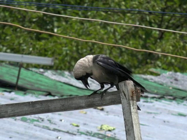 House Crow - ML201673331