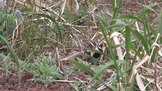 Lapland Longspur - ML201673351