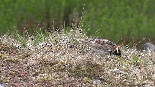 Lapland Longspur - ML201673371