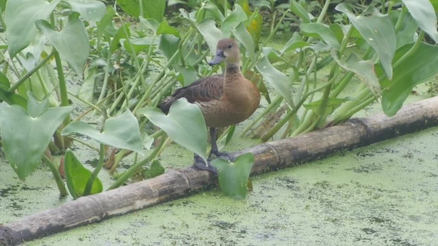 Wandering Whistling-Duck - ML201673411