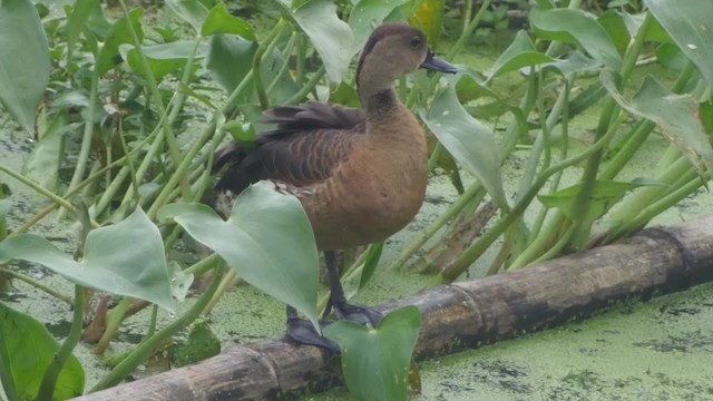 Wandering Whistling-Duck - ML201673421