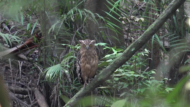 Buffy Fish-Owl - ML201673431