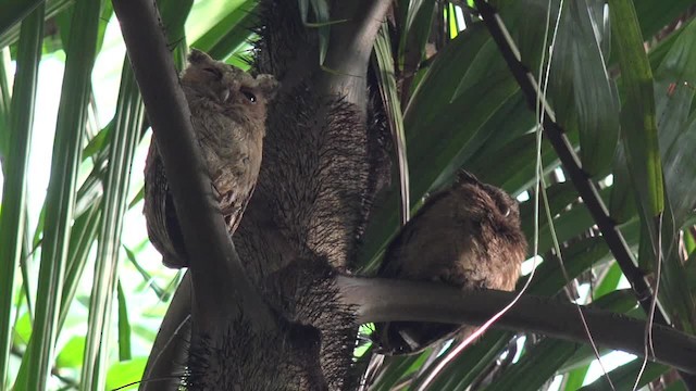 Sunda Scops-Owl - ML201673461